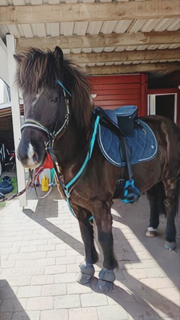 Isländer, Islandpferd Wallach 140Stkm, Sandfuchs, Horses For Sale, Hörup, Image 6