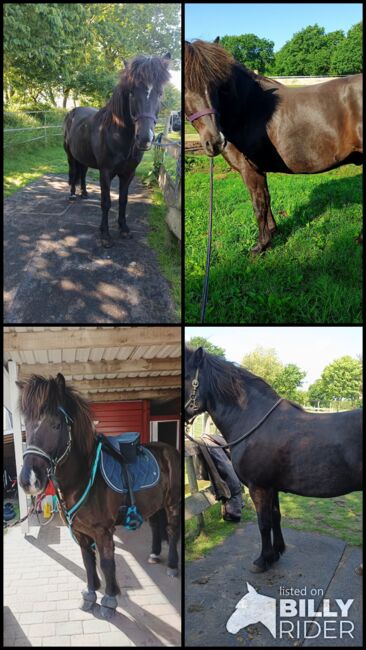 Isländer, Islandpferd Wallach 140Stkm, Sandfuchs, Horses For Sale, Hörup, Image 7