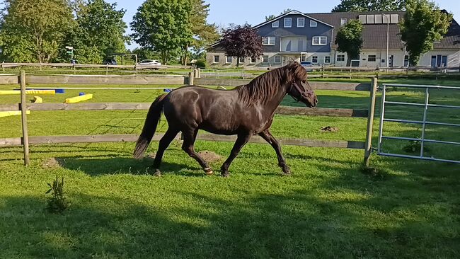 Isländer, Islandpferd Wallach 140Stkm, Sandfuchs, Horses For Sale, Hörup, Image 3