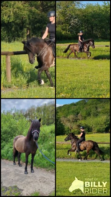 Islandpferd, Wallach, Isländer, 5 Gängig, Steffi Schoch, Horses For Sale, Bretzfeld, Image 11