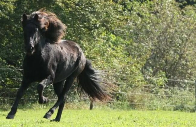 Islandpferdesattel, Susanne Pourroy , Icelandic Saddle, Finning