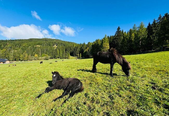 Islandhengstfohlen, Julia Pausch Pausch, Horses For Sale, Mariapfarr, Image 2