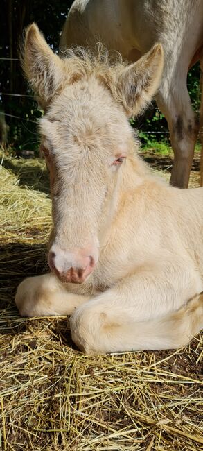 Island hengst Absetzer CrCr 5/22, Kunz, Horses For Sale, Haiger, Image 3