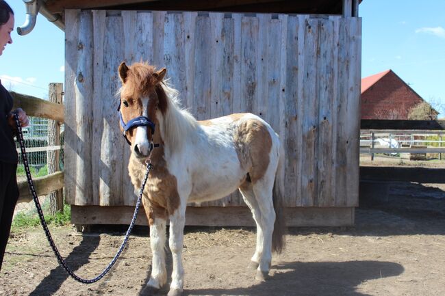 Isländer Hengst, Wanda, Horses For Sale, Wittstock/Dosse