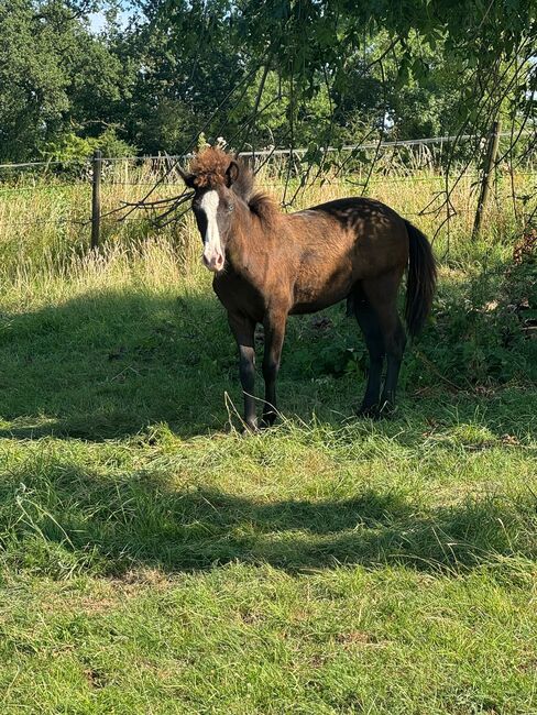 Isländer Hengst 7 Monate, Jenny, Horses For Sale, Velbert