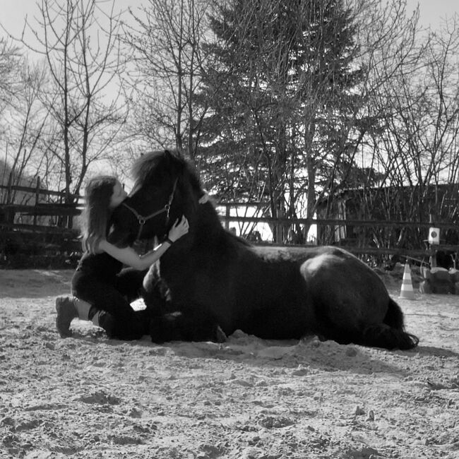 Isländer Isi Wallach sucht Pflege- / Reitbeteiligung, Omgahorse, Horse Sharing, Düsseldorf, Image 4