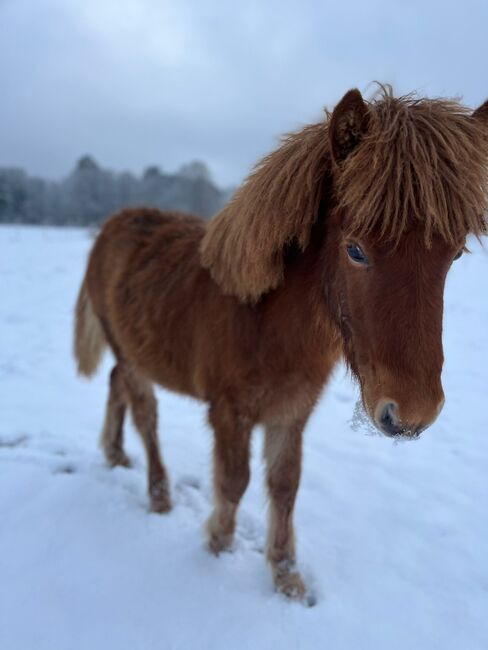 Isländer Jährling mit Top Abstammung / Farbwechsler, Pferdevermittlung Leus (Pferdevermittlung Leus ), Horses For Sale, Soltau, Image 2