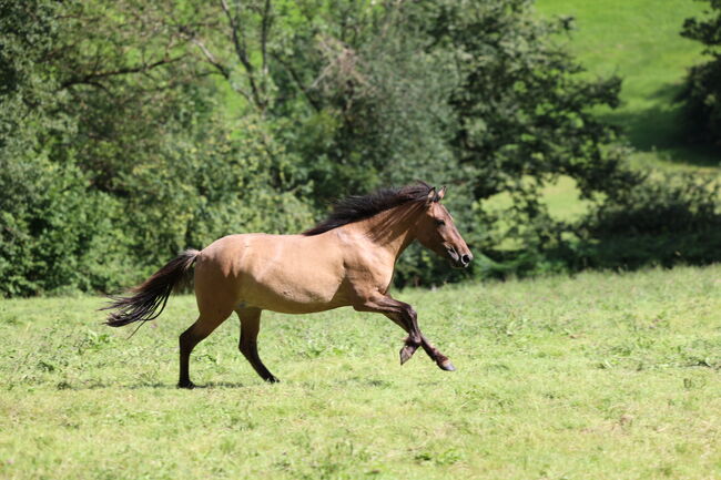 Islandstute Braunfalbe, Annika, Horses For Sale, Fürth, Image 9