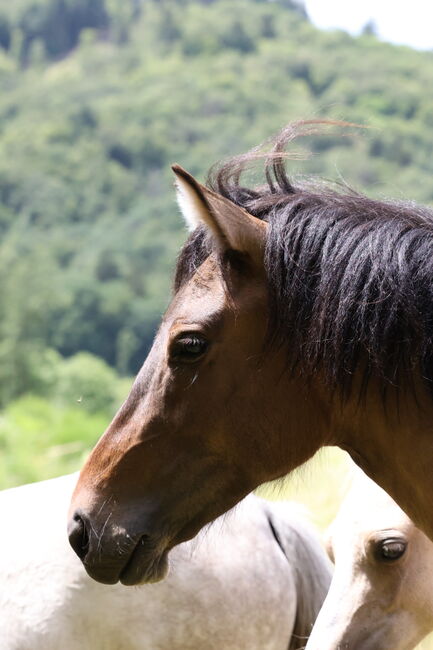 Islandstute Braunfalbe, Annika, Horses For Sale, Fürth, Image 5