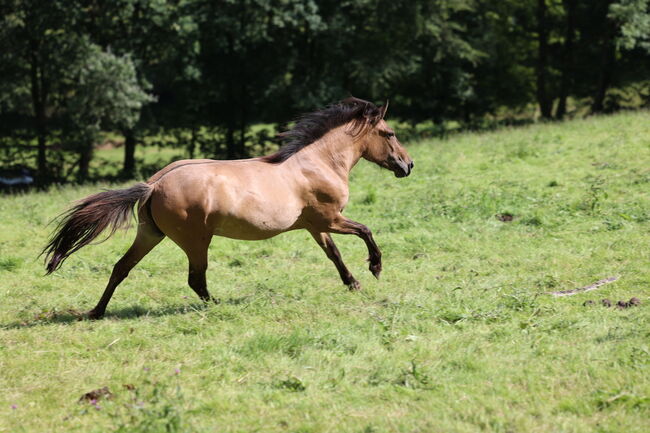 Islandstute Braunfalbe, Annika, Horses For Sale, Fürth, Image 7