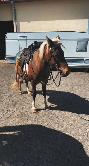 Island Stute, Nadine , Horses For Sale, Bad Wünnenberg, Image 2