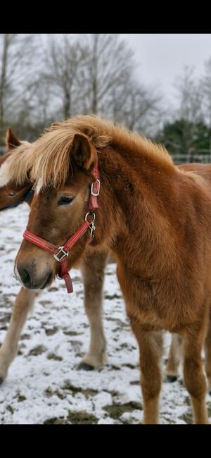 Isländer Stute, Weber, Horses For Sale, Lachendorf , Image 4