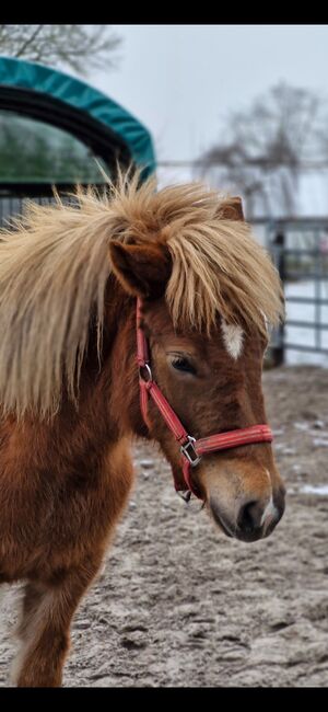 Isländer Stute, Weber, Horses For Sale, Lachendorf , Image 7