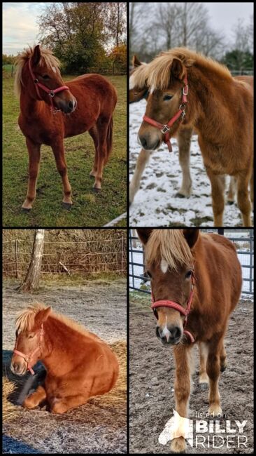 Isländer Stute, Weber, Horses For Sale, Lachendorf , Image 10