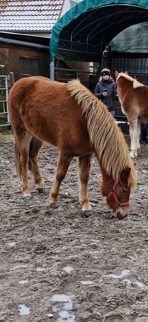 Isländer Stute, Weber, Horses For Sale, Lachendorf , Image 8