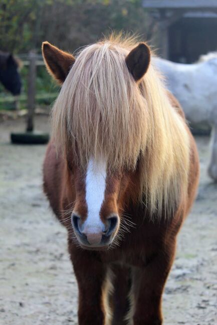 Islandpferd Stute Isländer, Melanie Köpernick , Horses For Sale, Sehestedt