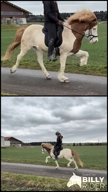 Islandstute mit potenzial, Lea Esslinger, Horses For Sale, Rottweil, Image 3