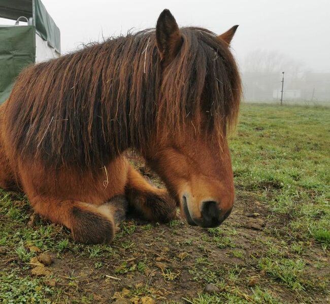 Islandstute. Hübsche 5-Gang Stute, Top-Abstammung, gute Gänge, Mariah, Horses For Sale, Bispingen