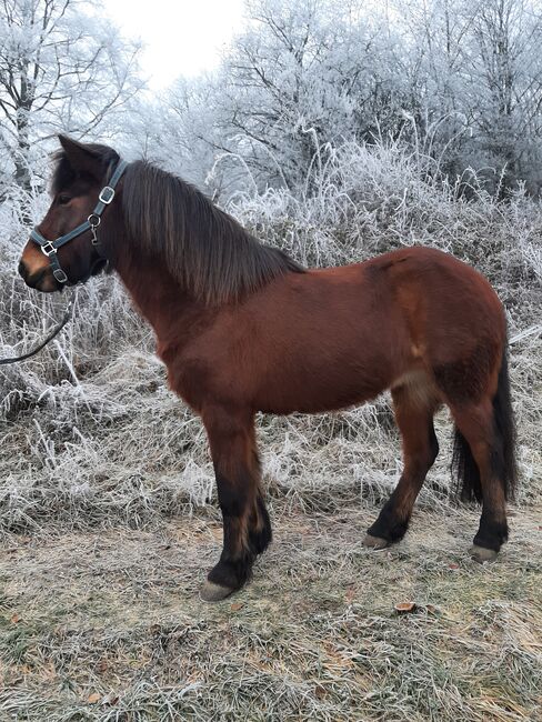 Islandstute, Top Freizeitpferd und Zuchtstute, 11 Jahre alt, deutsch gezogen !, Michael Weyandt, Horses For Sale, Dillenburg