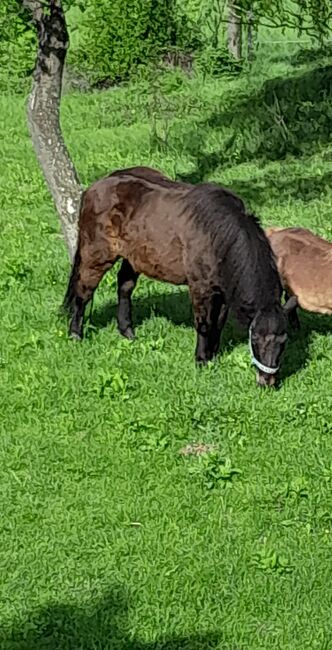 Islandstute gesucht verschwunden in Petersbaumgarten NÖ!!!, Michaela Ainhirn, Horses For Sale, Bad Aussee, Image 2