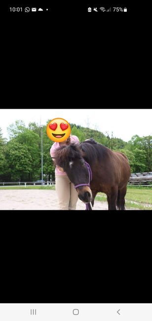 Islandstute gesucht verschwunden in Petersbaumgarten NÖ!!!, Michaela Ainhirn, Horses For Sale, Bad Aussee, Image 3