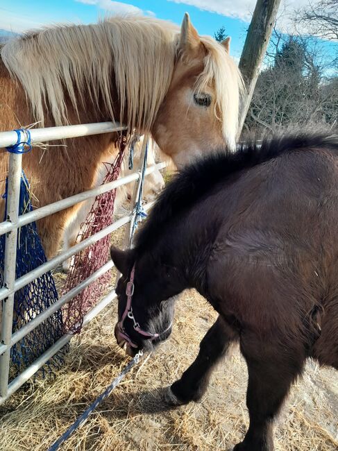 Islandstute gesucht verschwunden in Petersbaumgarten NÖ!!!, Michaela Ainhirn, Horses For Sale, Bad Aussee, Image 4