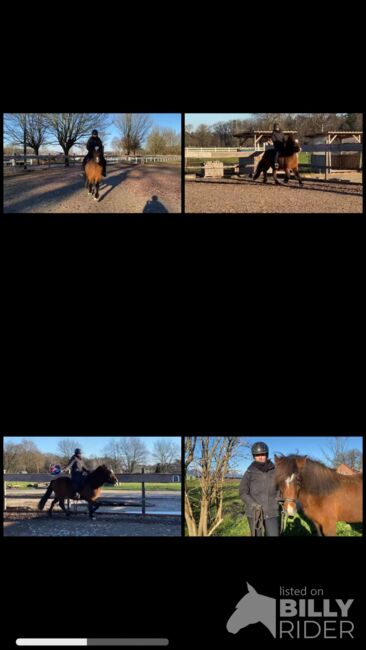 Islandstute für Freizeit und Sport, Silke Köhler, Horses For Sale, Image 12