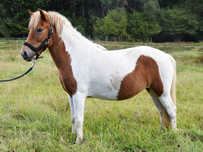 Islandpferde Stute Fuchs– Schecke, Tanja Hoffmann , Horses For Sale, Netphen