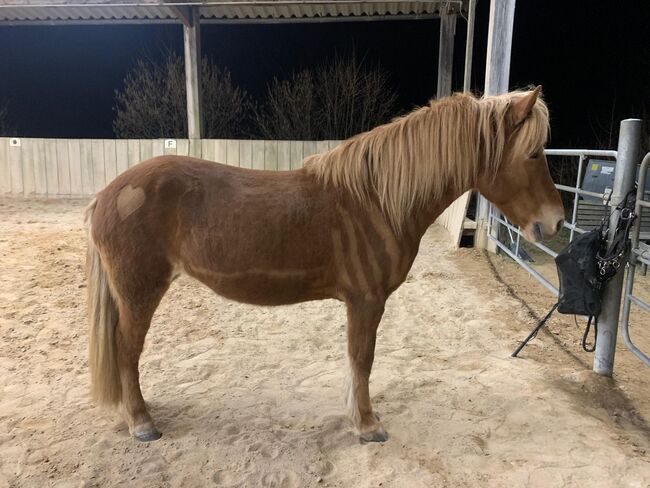 Isländerpfed, Martina Angermeier, Horses For Sale, Weissach, Image 2
