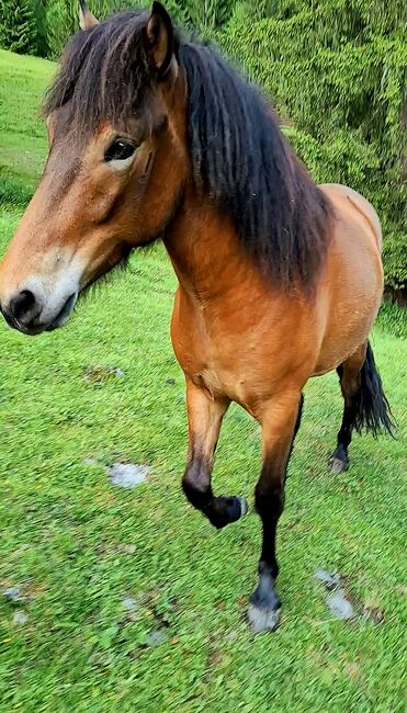 Isländer Wallach 5 Gänge, Stella, Horses For Sale, Kitzbühel 