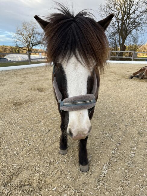 Islandwallach, Isländer 8 Jahre, Eveline , Horses For Sale, Kleinzell