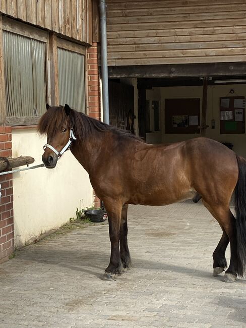 Islandpferde Wallach, Marlene von dem Bussche, Horses For Sale, Kaufungen, Image 6