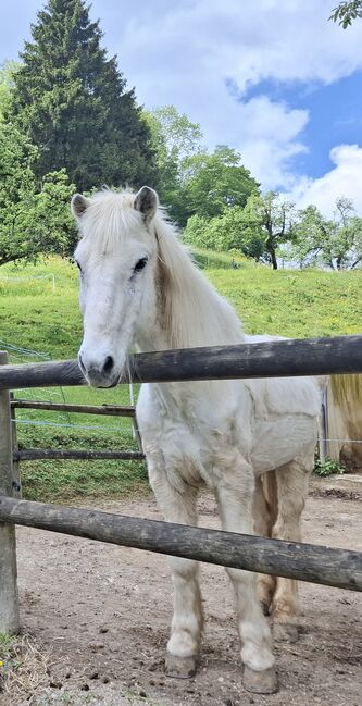 Islandpferde Wallach, chantal morgenegg, Horses For Sale, erlinsbach