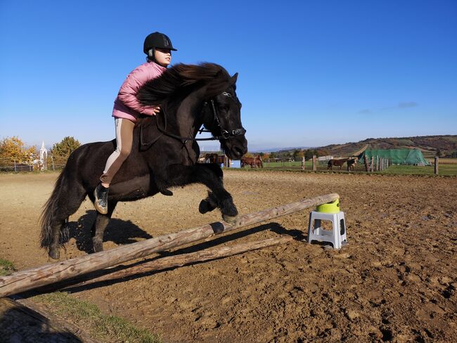 Isländer Wallach Notfall, Mia, Horses For Sale, Wien, Image 12