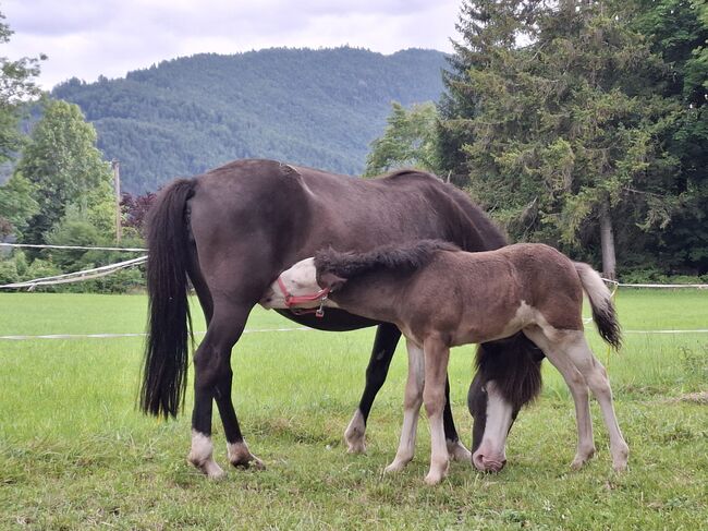 Islandfohlen, Silvia, Horses For Sale, Bad Heilbrunn