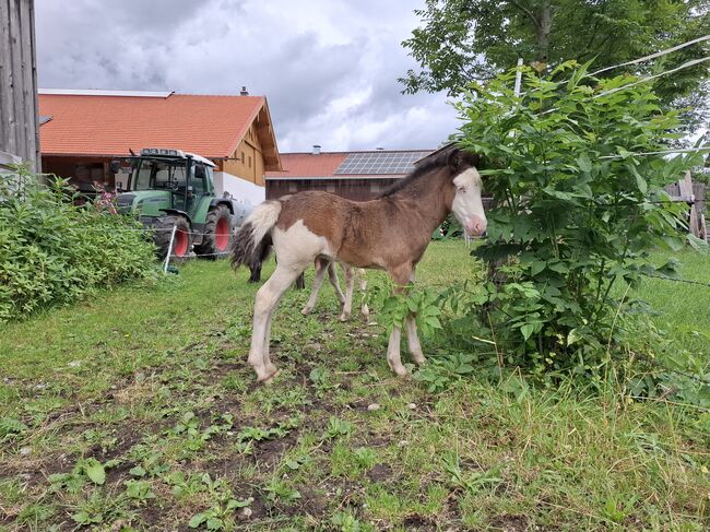 Islandfohlen, Silvia, Horses For Sale, Bad Heilbrunn, Image 2