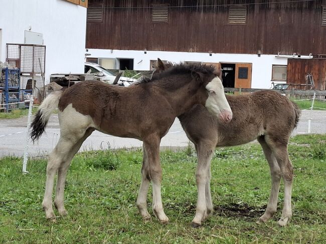 Islandfohlen, Silvia, Horses For Sale, Bad Heilbrunn, Image 4