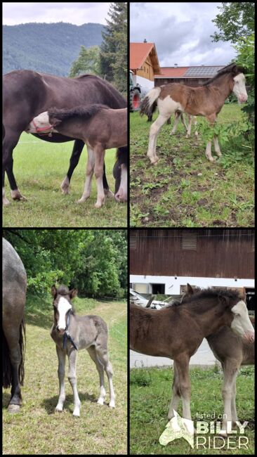 Islandfohlen, Silvia, Horses For Sale, Bad Heilbrunn, Image 8