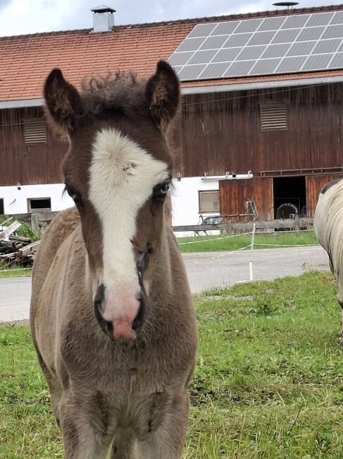 Islandfohlen, Silvia, Horses For Sale, Bad Heilbrunn, Image 5