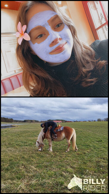 Ich suche ein Pferd welches ich im Oktober kaufen könnte, Johanna Klement, Horses For Sale, Adelsdorf , Image 3