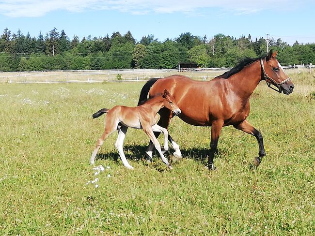 Ich gebe meine brave, Pinzgauer, Horses For Sale, Weil am Rhein 