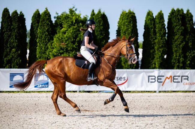 Sprzedam super klacz profesor, Geneza M, Horses For Sale, Skoczow , Image 8