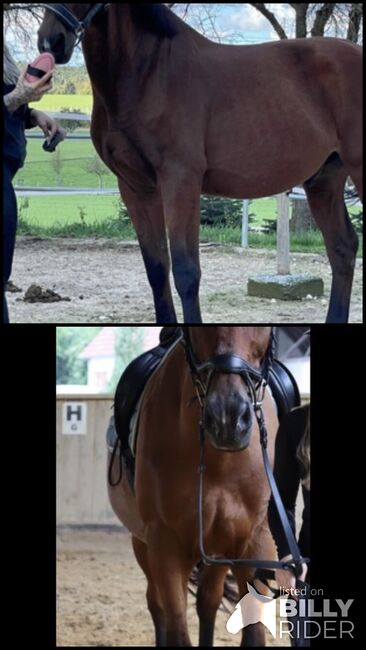 Verkaufe meinen lieben Wallach. 14 Jahre alt, Vanessa , Horses For Sale, Wangen , Image 3