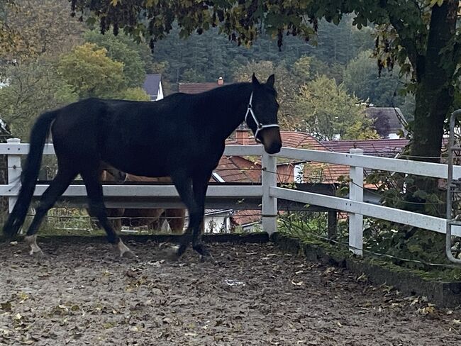 Ich werde bestimmt viel Freude bereiten, Yvonne Lückert , Horses For Sale, Bebra, Image 2