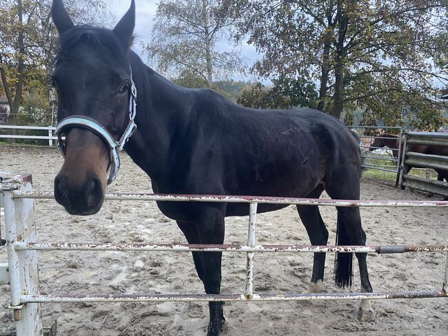 Ich werde bestimmt viel Freude bereiten, Yvonne Lückert , Horses For Sale, Bebra, Image 3