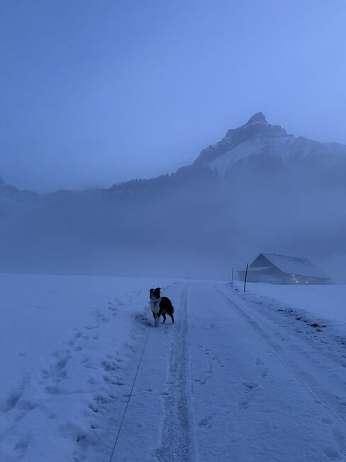 Ikonic Vielseitigkeitssattel, Ikonic, Sheryl Helbling, All Purpose Saddle, Lauerz