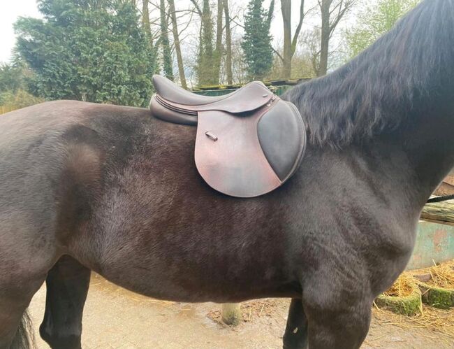 Ikonic Evolution Springsattel 17,5, Ikonic  Evolution , Carolin Kretschik , Jumping Saddle, Mülheim an der Ruhr, Image 7
