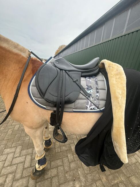 Ikonic light Springsattel 17 Zoll, Ikonic  Ikonic light Springsattel , Sandra , Jumping Saddle, Rendsburg