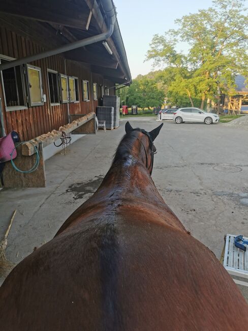 Ikonic Light 17 Zoll, Ikonic Light, Mona , Dressage Saddle, Daisendorf , Image 2