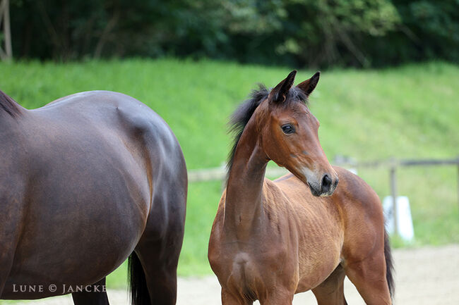 Fohlen von Imperial Valley, Barbara Bick-Spilles, Horses For Sale, Duisburg